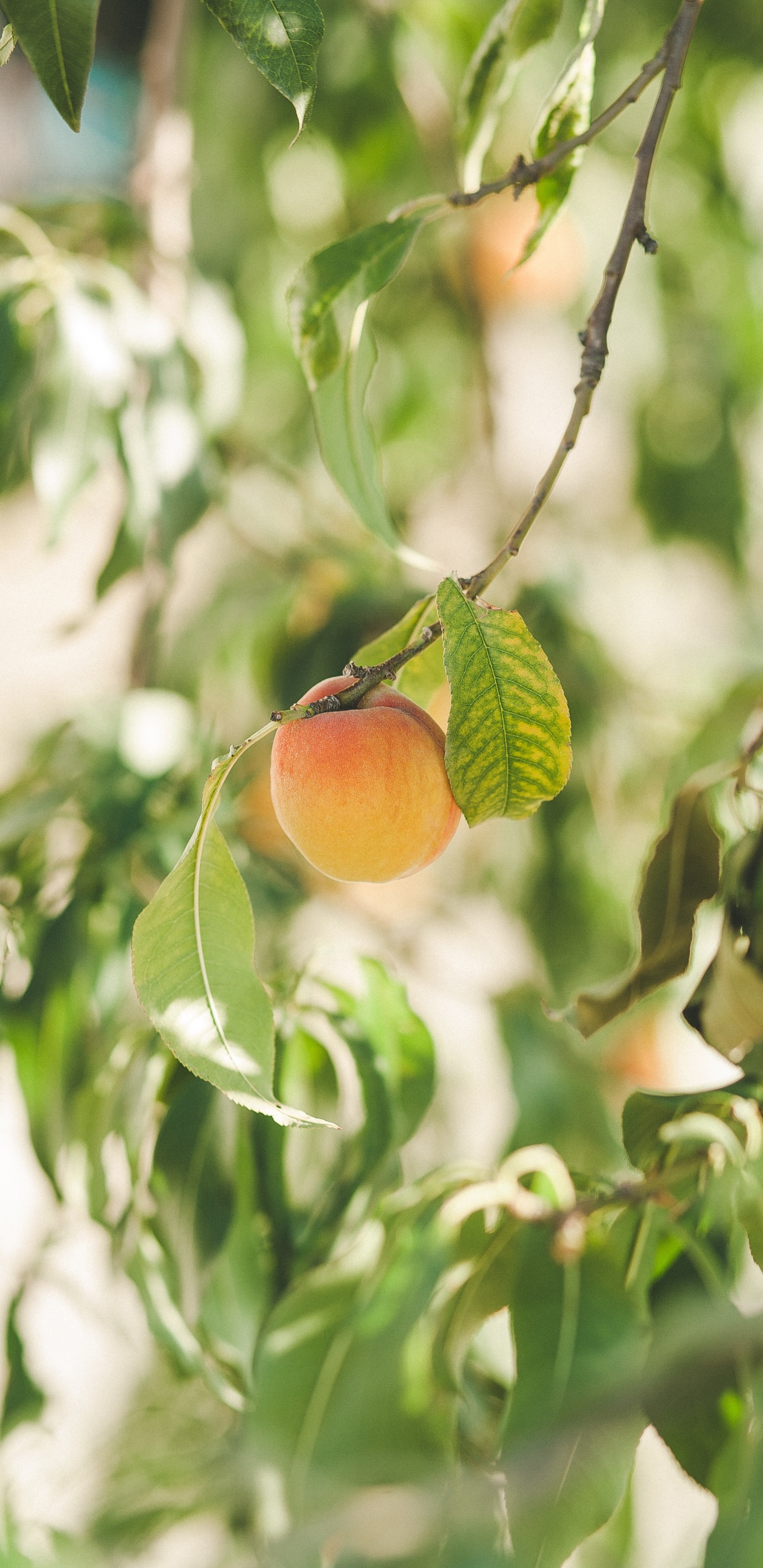 Обои цитрус, ветвь, фруктовое дерево, растение, фрукты в разрешении 1440x2960