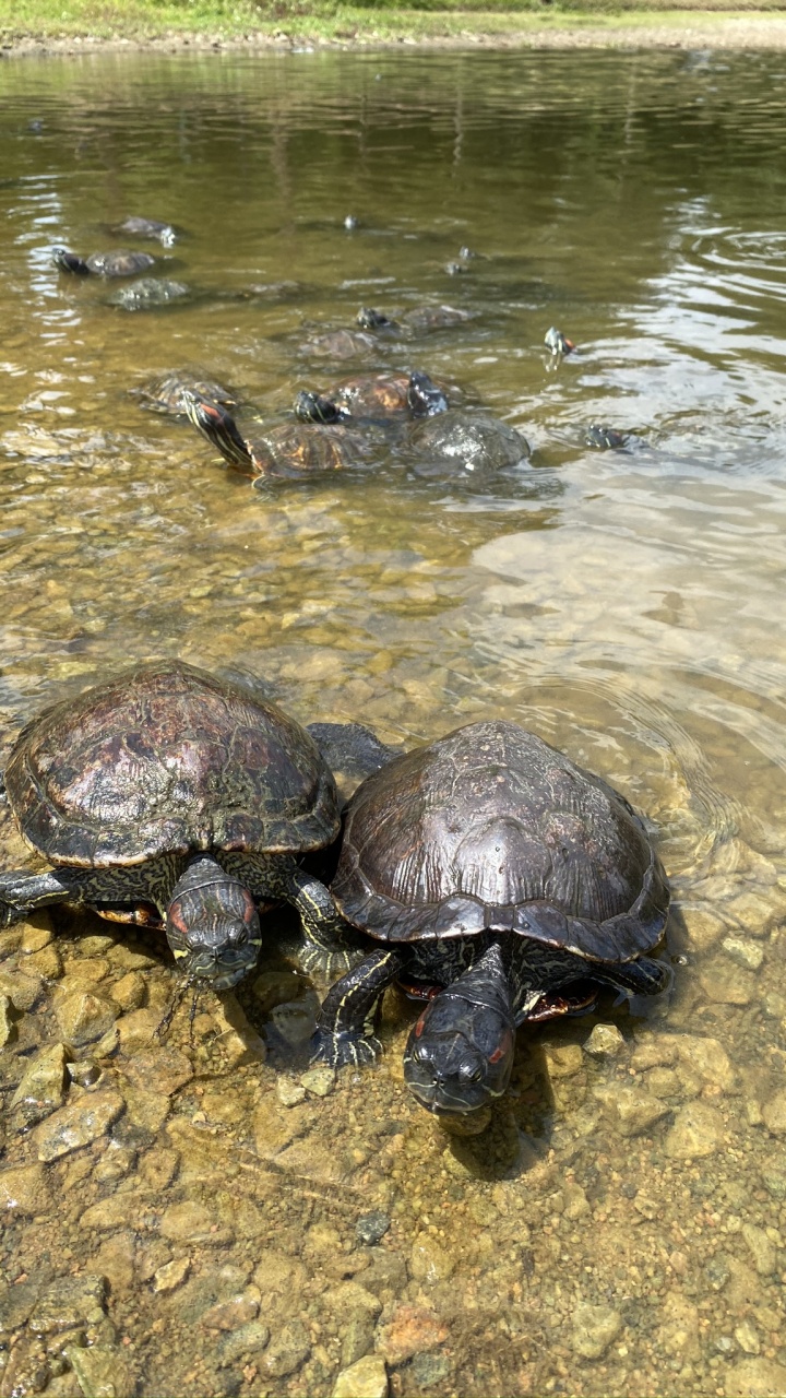 Обои черепаха, каймановая черепаха, вода, пруд черепахи, водоем в разрешении 720x1280