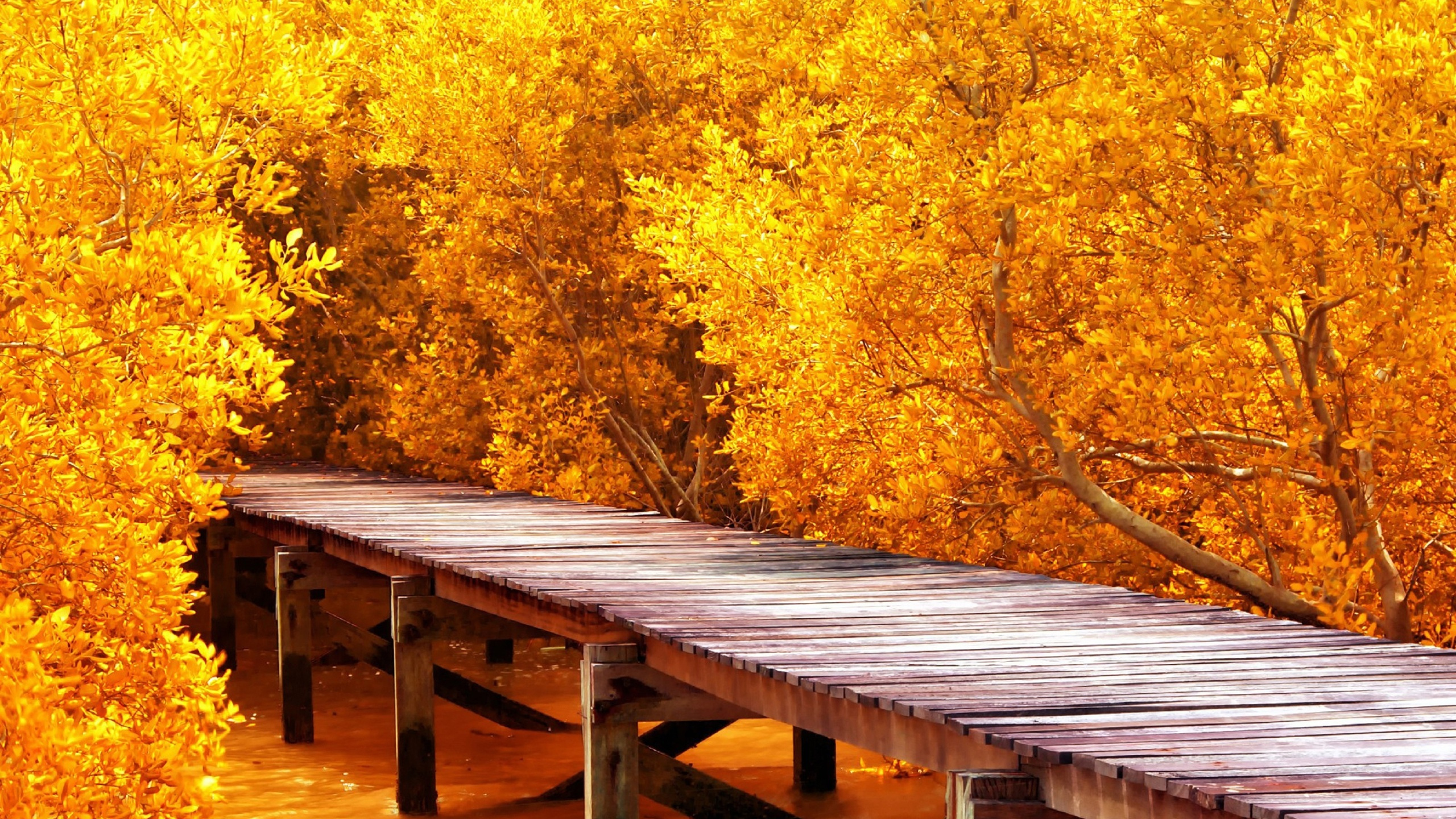 Обои природа, дерево, лист, осень, желтый в разрешении 2560x1440