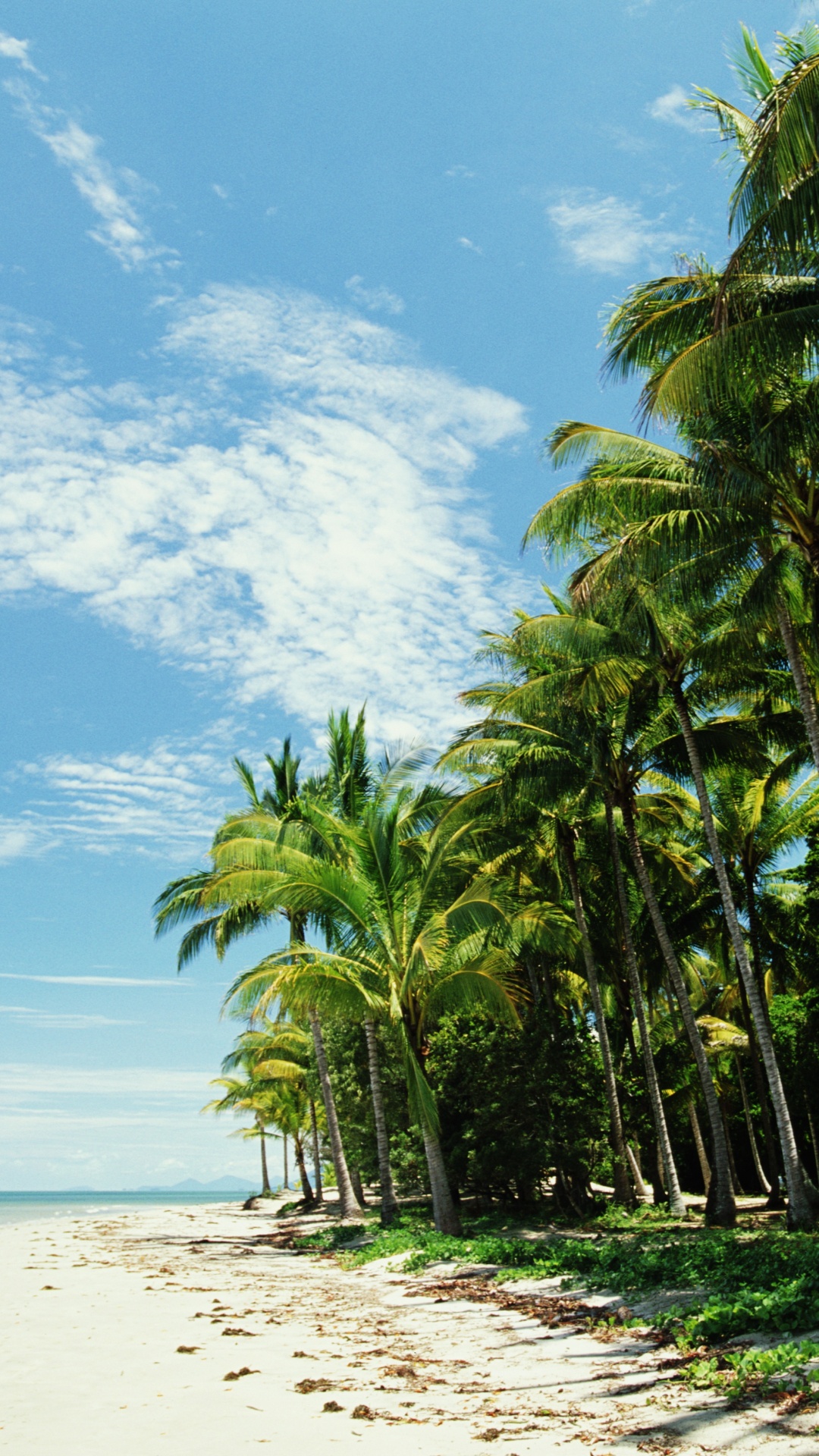 Обои пляж, море, дерево, растительность, тропическая зона в разрешении 1080x1920