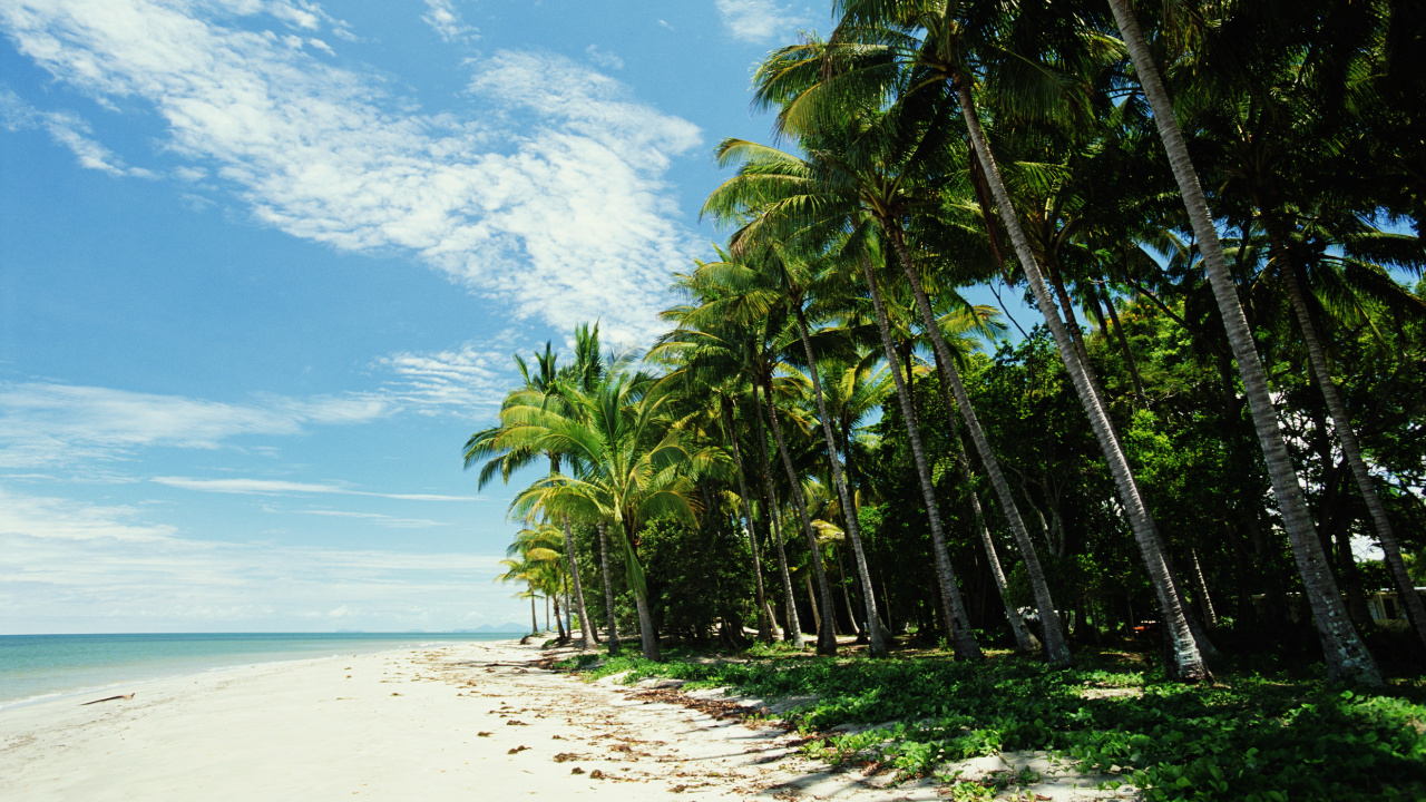 Обои пляж, море, дерево, растительность, тропическая зона в разрешении 1280x720