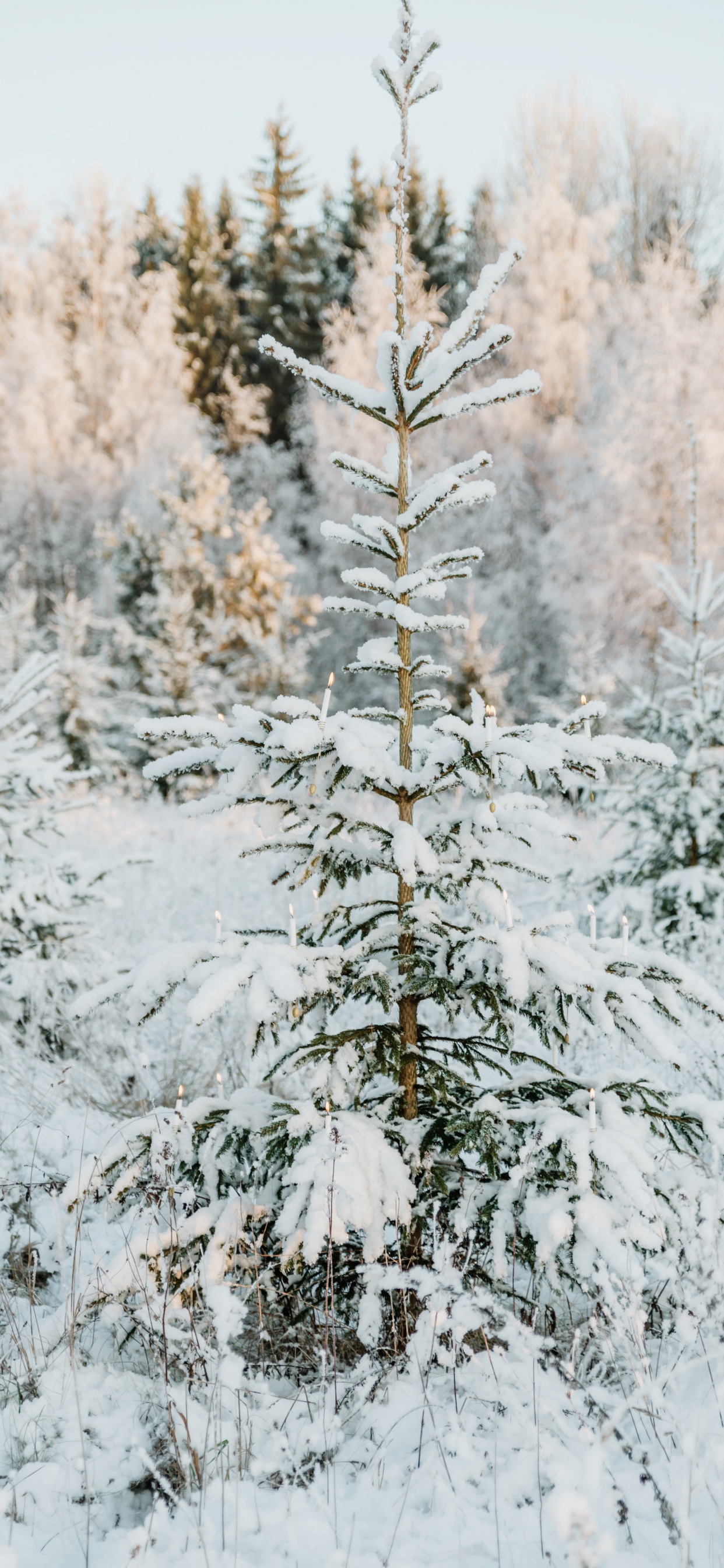 Обои Рождественский день, Кегель ели, Пихта бальзамическая, дерево, Кипарис Аризонский в разрешении 1242x2688