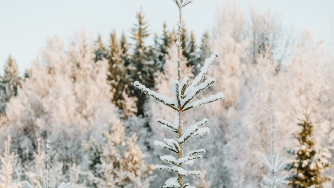 Обои Рождественский день, Кегель ели, Пихта бальзамическая, дерево, Кипарис Аризонский в разрешении 1366x768