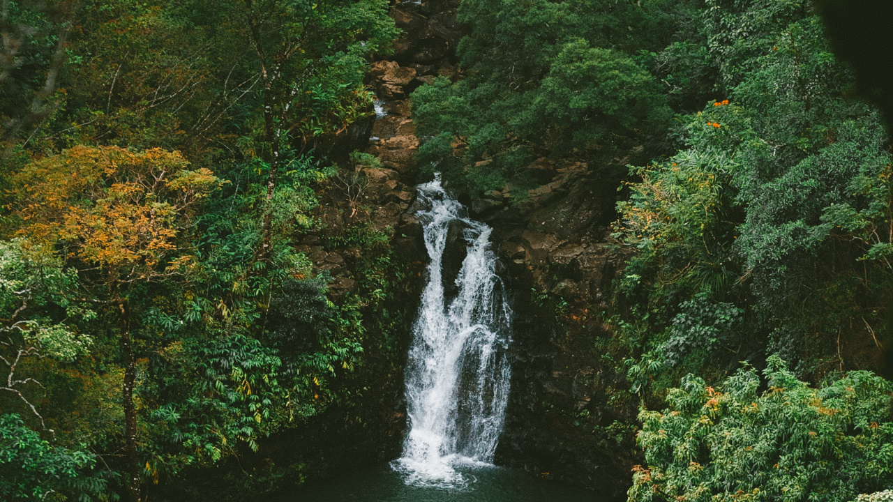 Обои тропические леса, джунгли, природа, вода, гидроресурсы в разрешении 1280x720