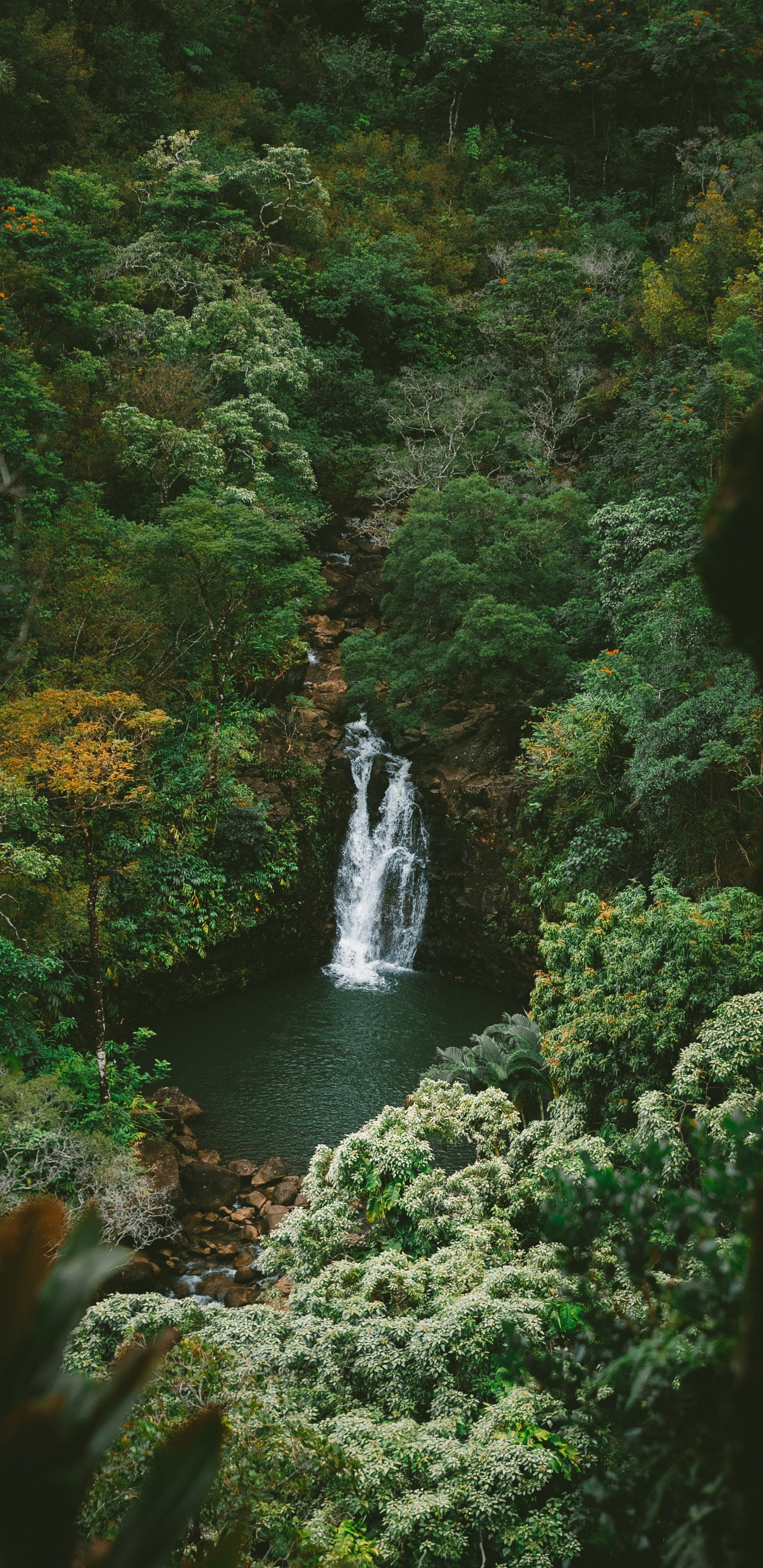 Обои тропические леса, джунгли, природа, вода, гидроресурсы в разрешении 1440x2960