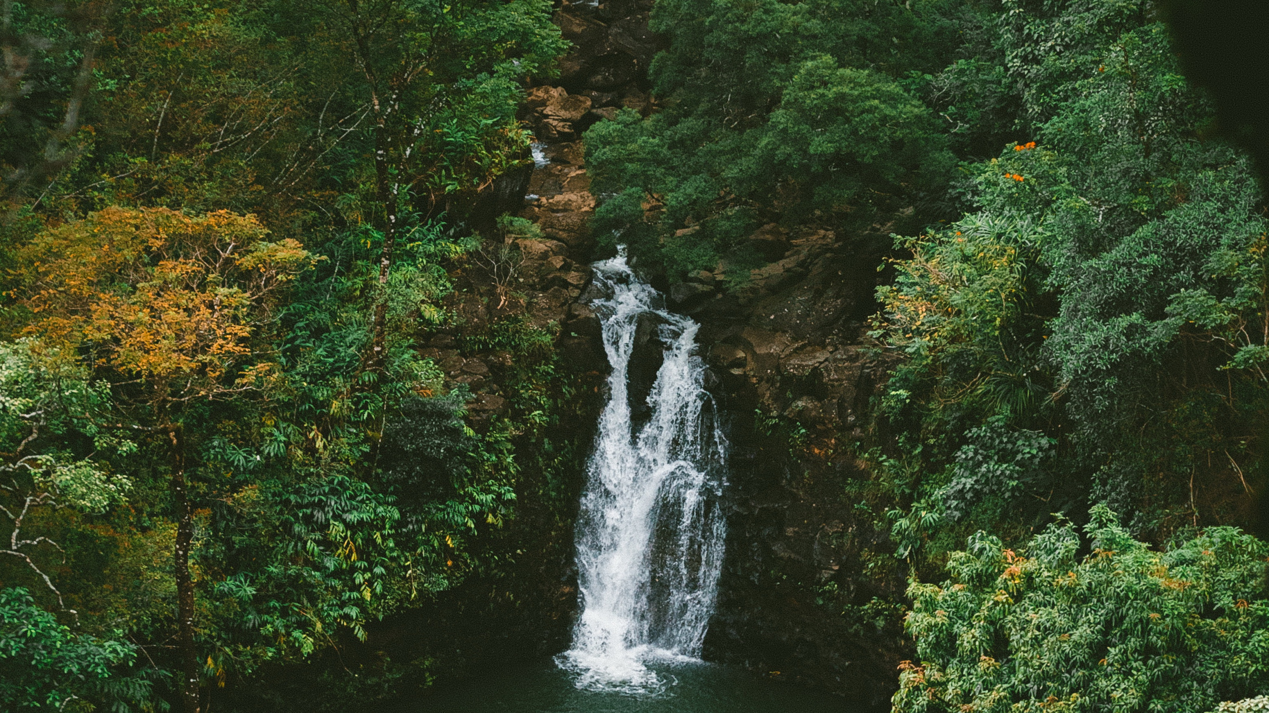 Обои тропические леса, джунгли, природа, вода, гидроресурсы в разрешении 2560x1440