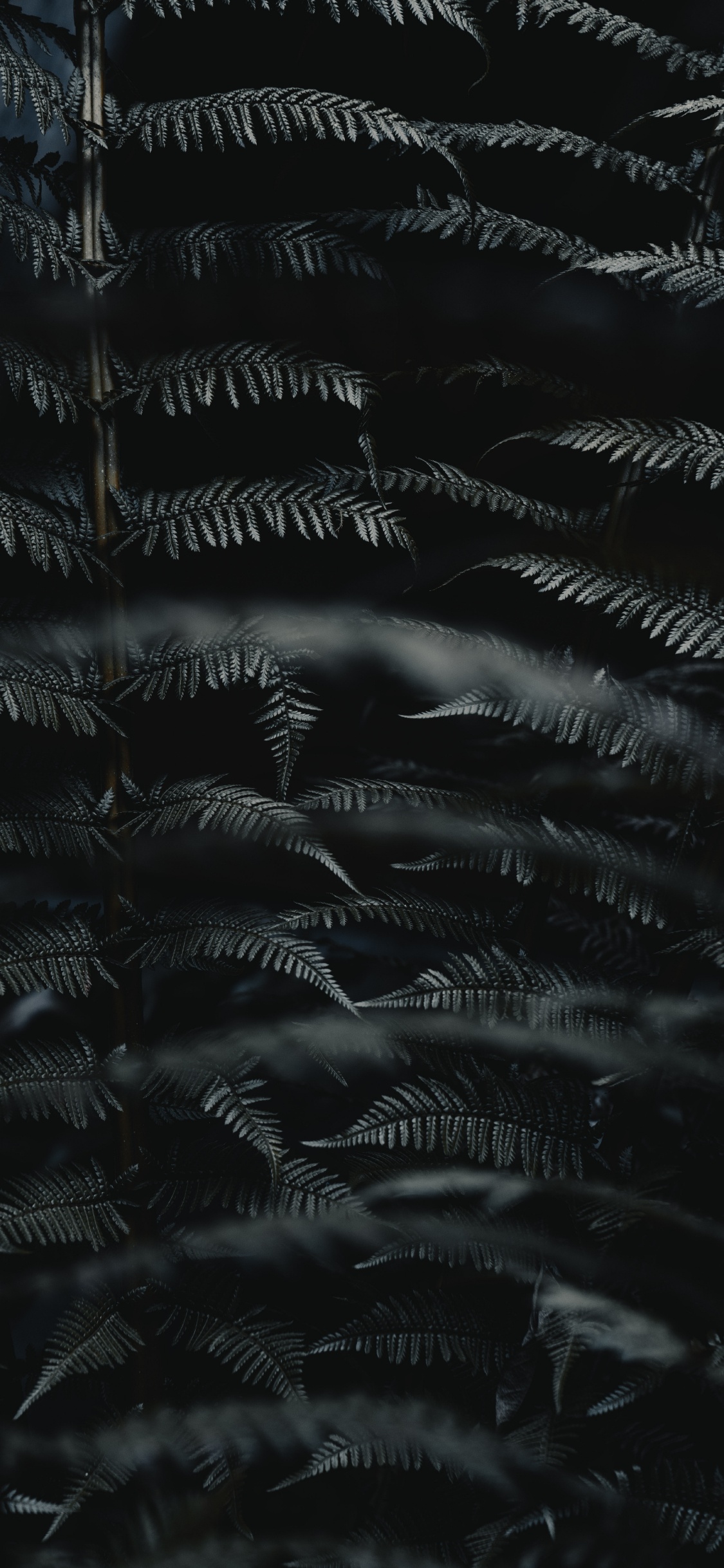 Обои лист, черный, темнота, монохромный, черный и белый в разрешении 1125x2436