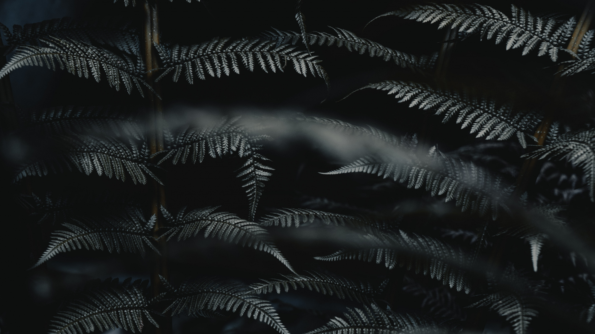 Обои лист, черный, темнота, монохромный, черный и белый в разрешении 1920x1080