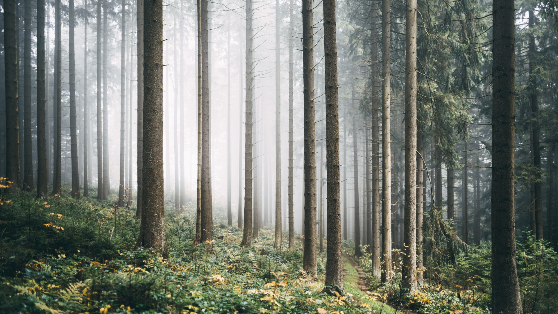 Обои ель еловый лес, лес, хвойными лесами, дерево, лесистая местность в разрешении 1920x1080