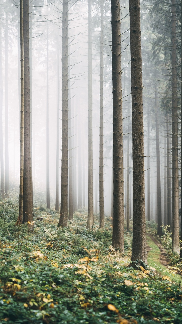 Обои ель еловый лес, лес, хвойными лесами, дерево, лесистая местность в разрешении 720x1280