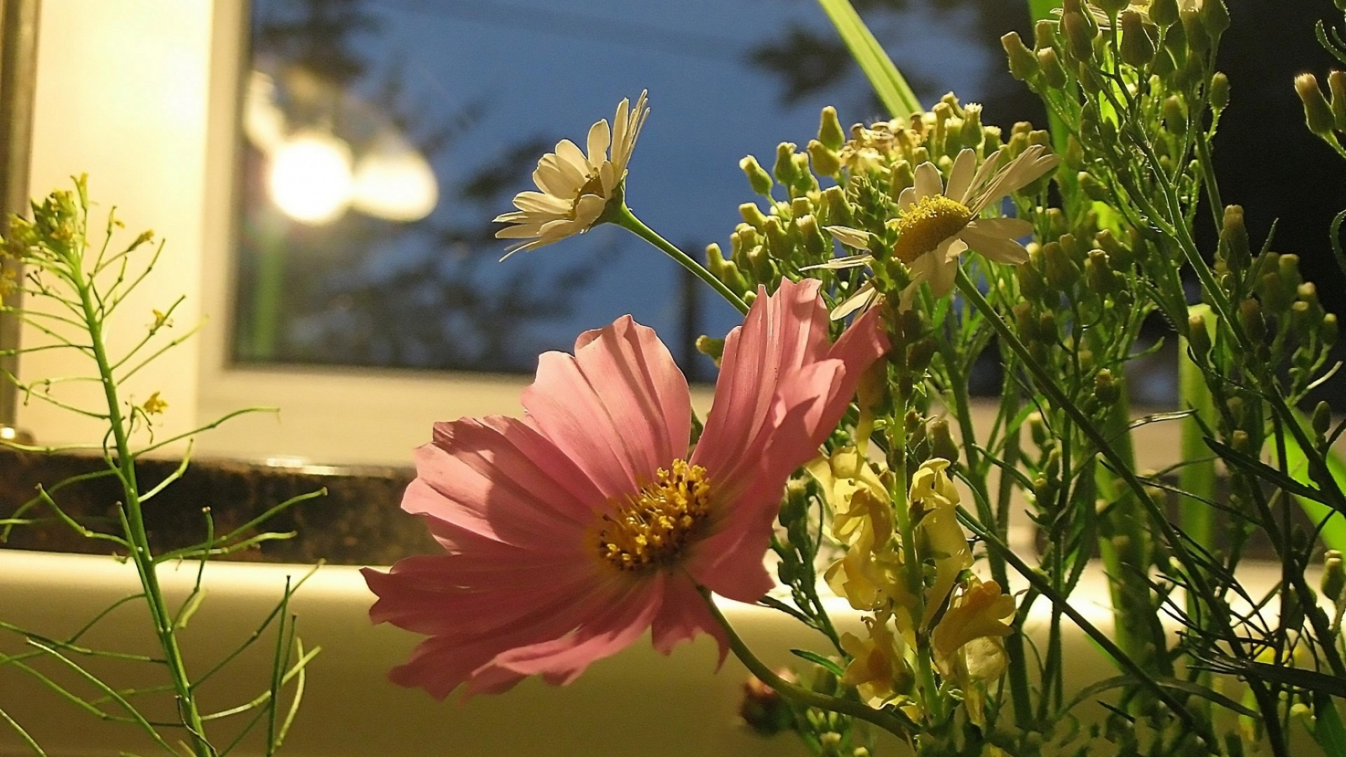 Обои цветковое растение, полевой цветок, растение, лепесток, весна в разрешении 1920x1080