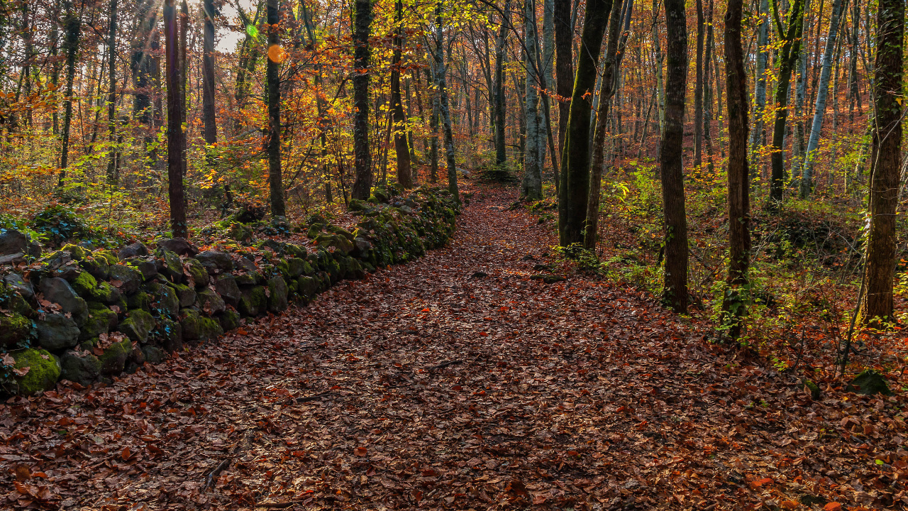 Обои лесистая местность, дерево, лес, лист, природа в разрешении 1280x720