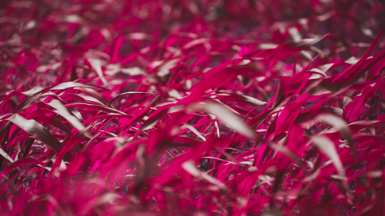 Обои красный цвет, розовый, растение, цветок, пурпурный цвет в разрешении 1280x720