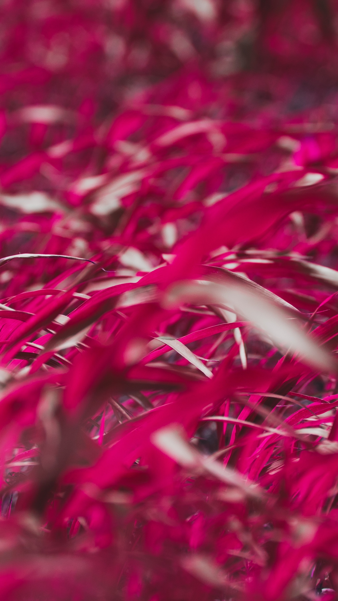 Обои красный цвет, розовый, растение, цветок, пурпурный цвет в разрешении 1440x2560