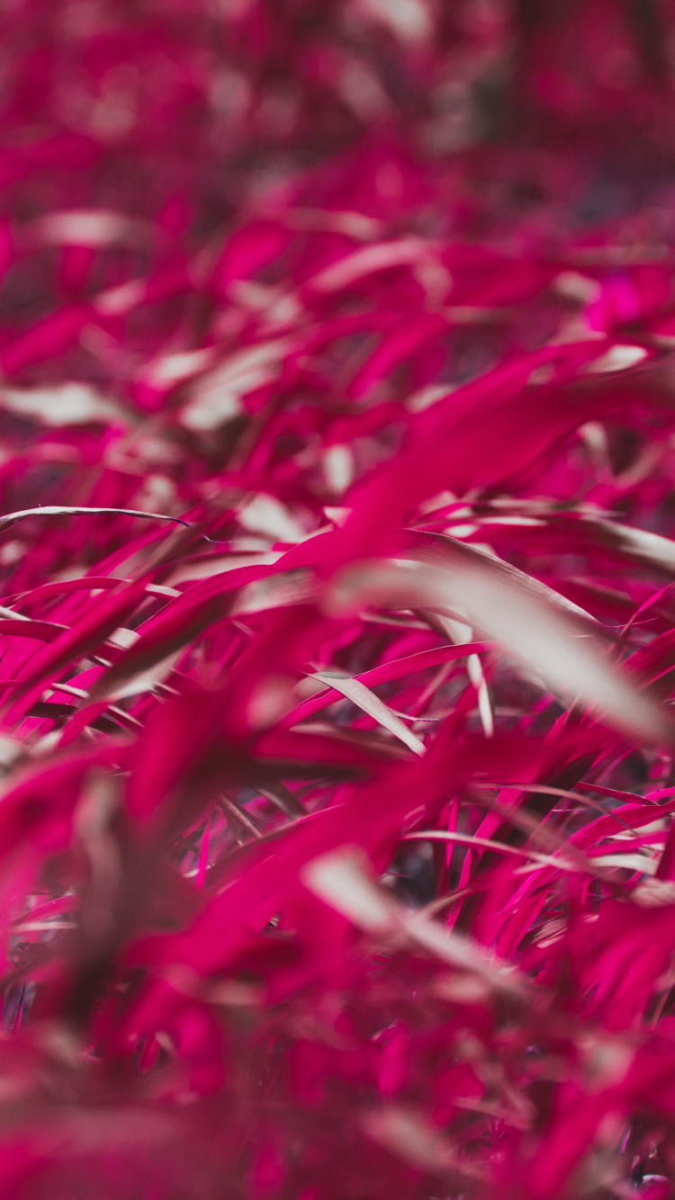 Обои красный цвет, розовый, растение, цветок, пурпурный цвет в разрешении 750x1334