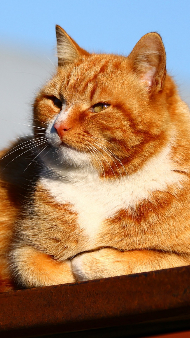 Обои кот, бакенбарды, кошачьих, полосатый кот, эгейская кошка в разрешении 750x1334