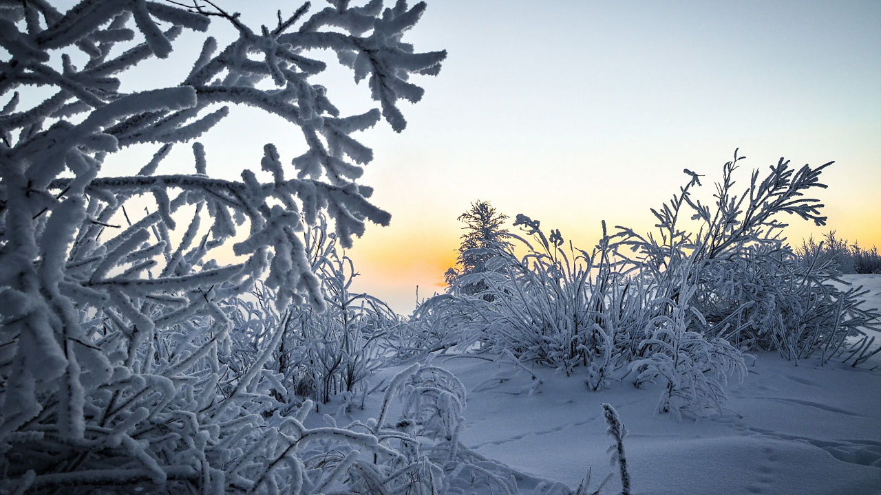 Обои зима, снег, природа, мороз, дерево в разрешении 1280x720