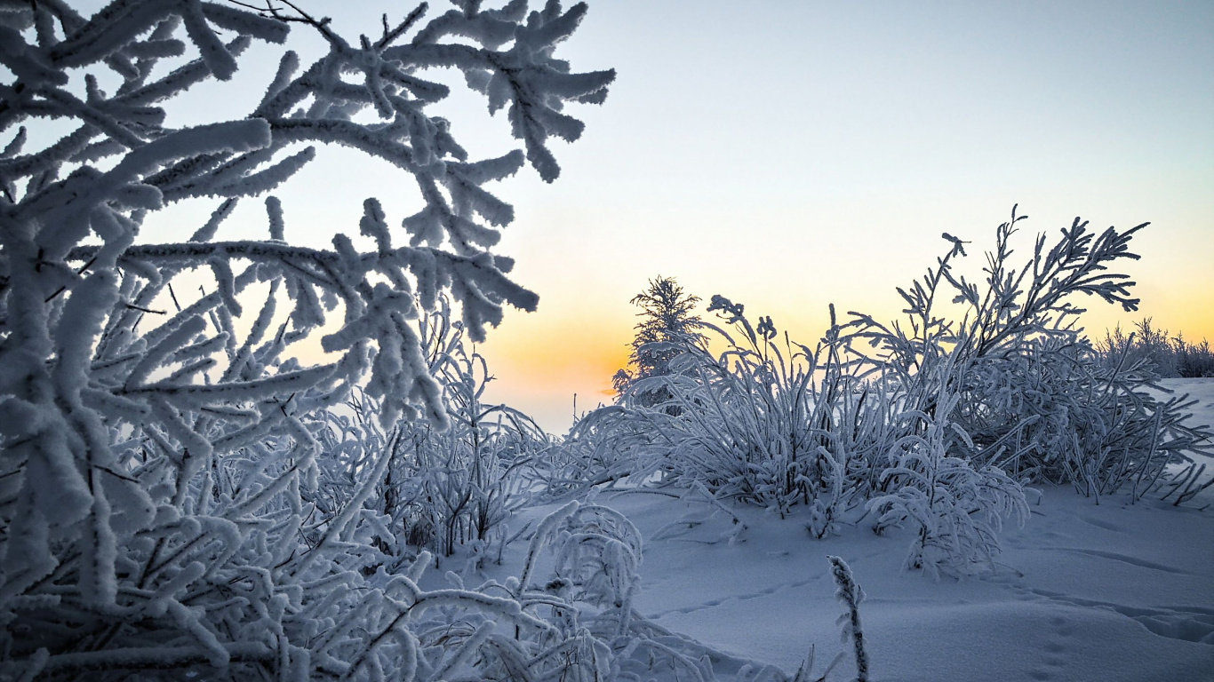 Обои зима, снег, природа, мороз, дерево в разрешении 1366x768