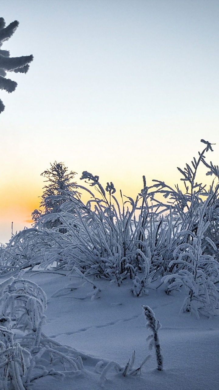 Обои зима, снег, природа, мороз, дерево в разрешении 720x1280