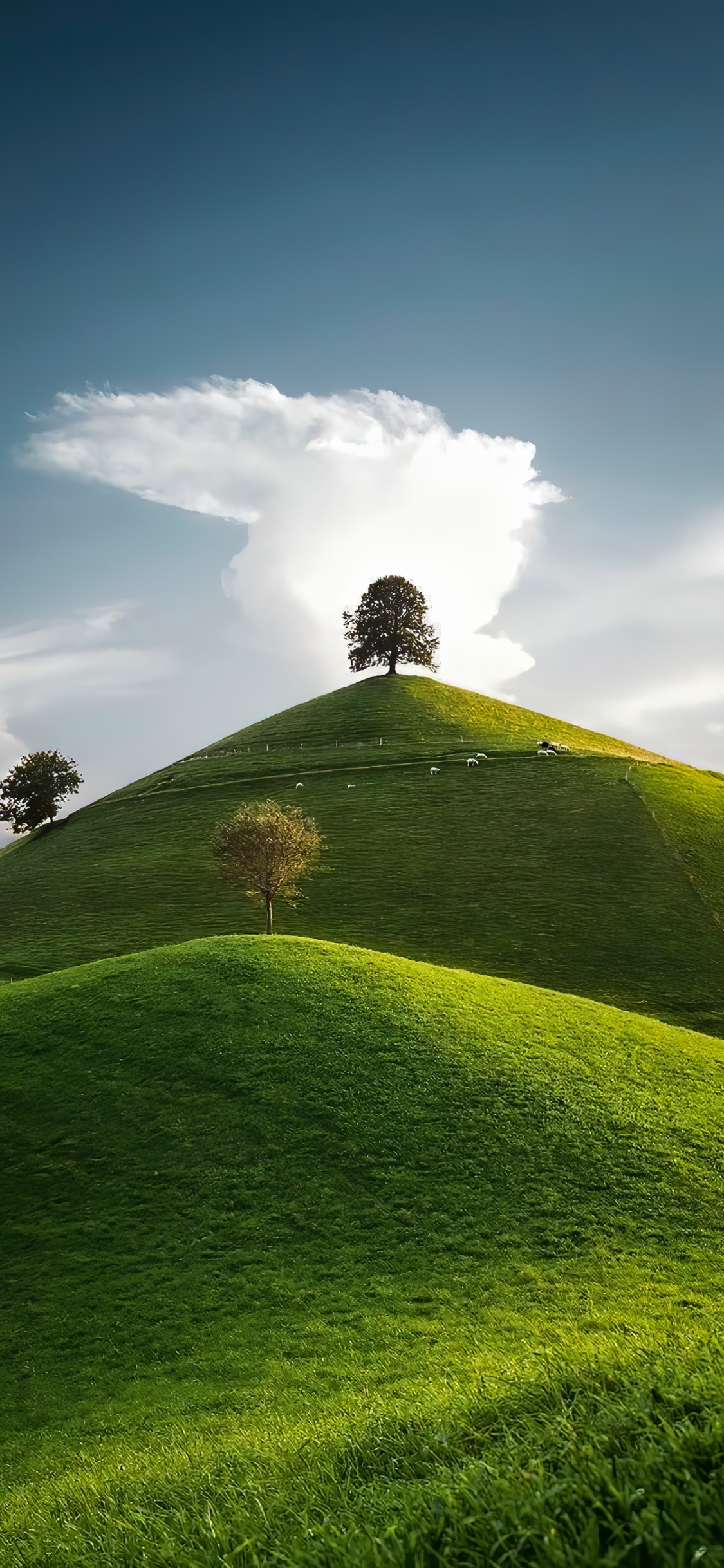 Обои облако, растение, природный ландшафт, Люди в природе, дерево в разрешении 1125x2436