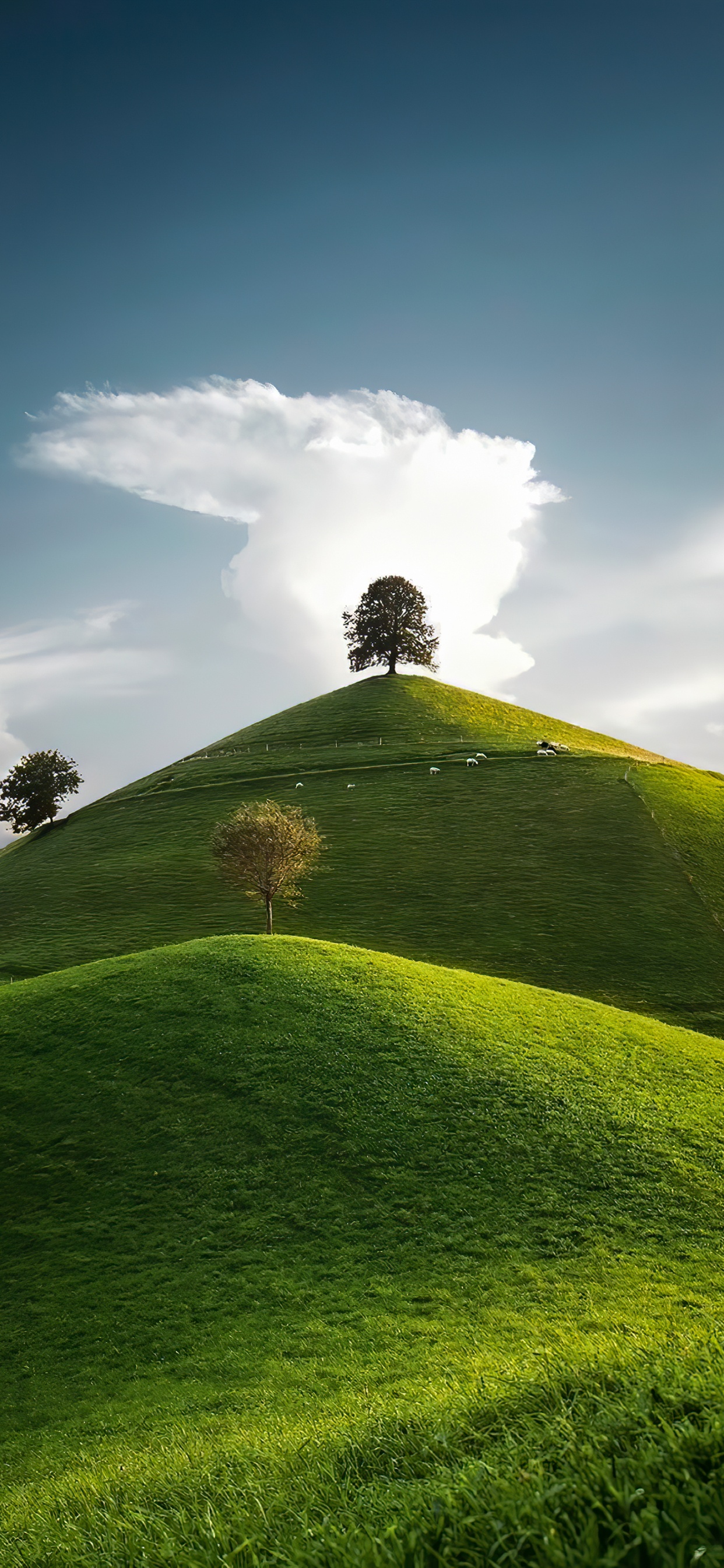 Обои облако, растение, природный ландшафт, Люди в природе, дерево в разрешении 1242x2688