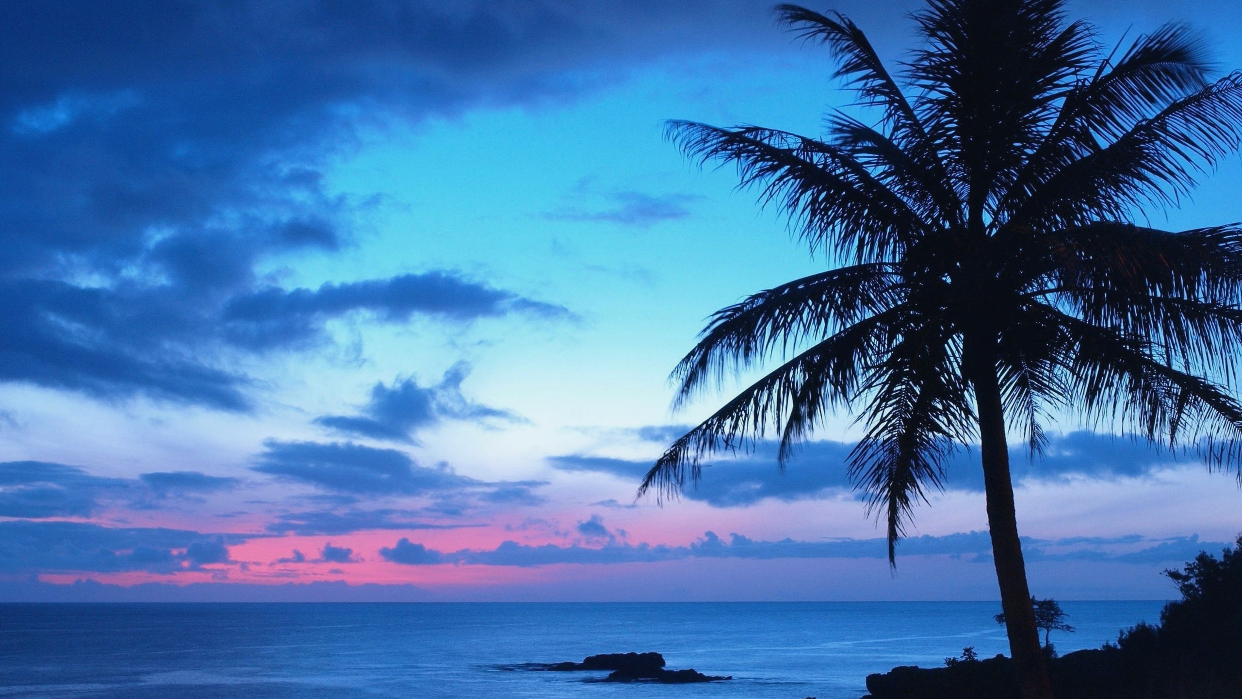 Обои тропическая зона, океан, Пальма, море, горизонт в разрешении 2560x1440