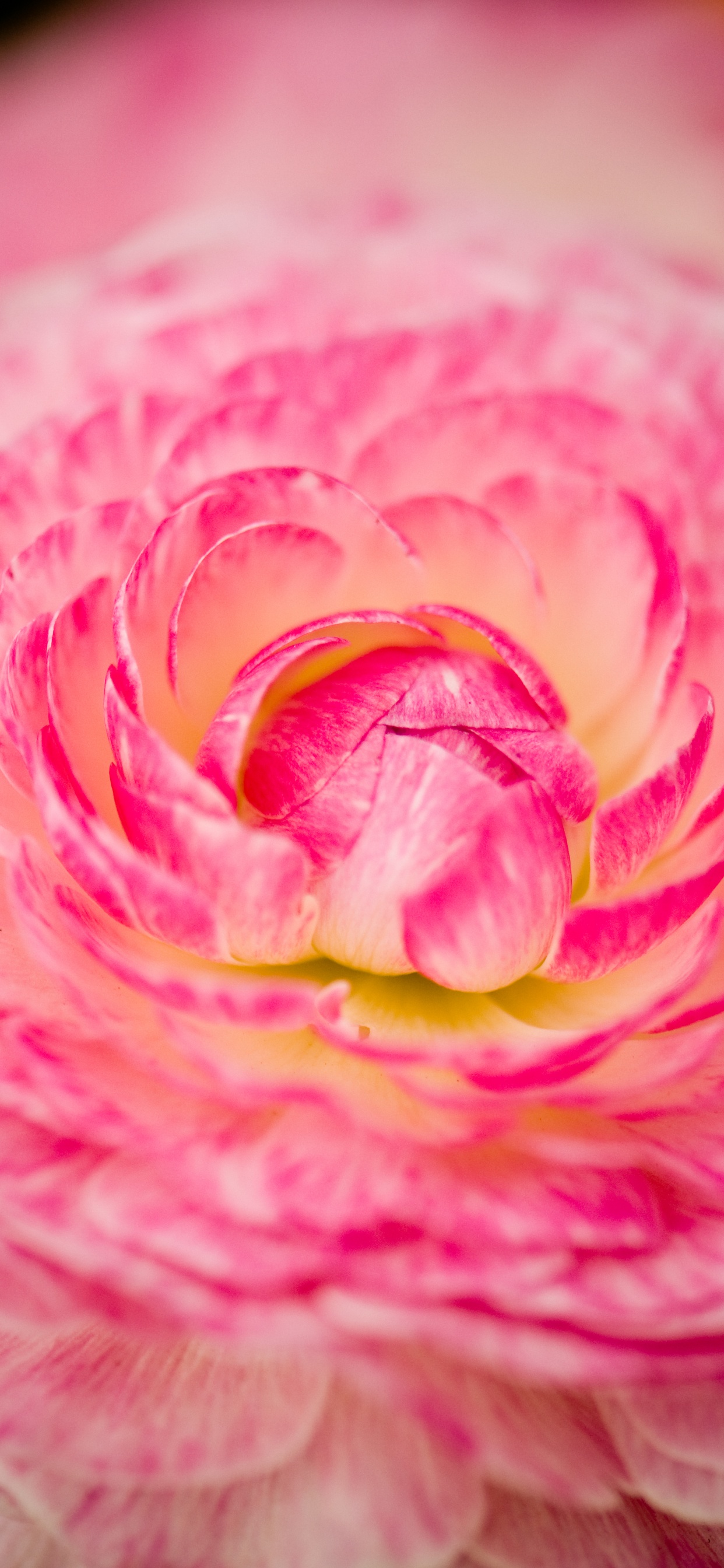 Обои розовый, сад роз, лепесток, цветок, Роза в разрешении 1242x2688