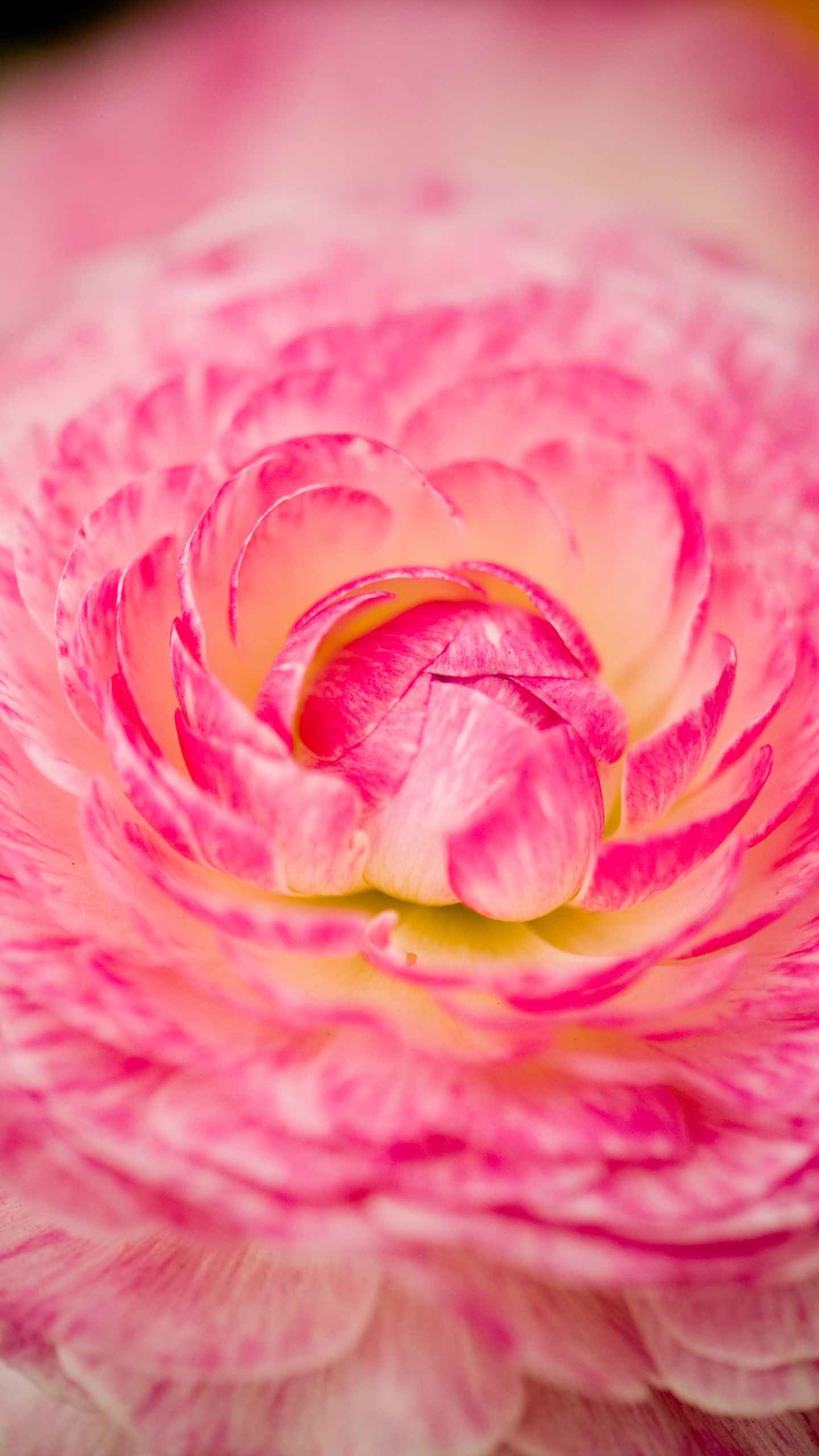 Обои розовый, сад роз, лепесток, цветок, Роза в разрешении 1440x2560