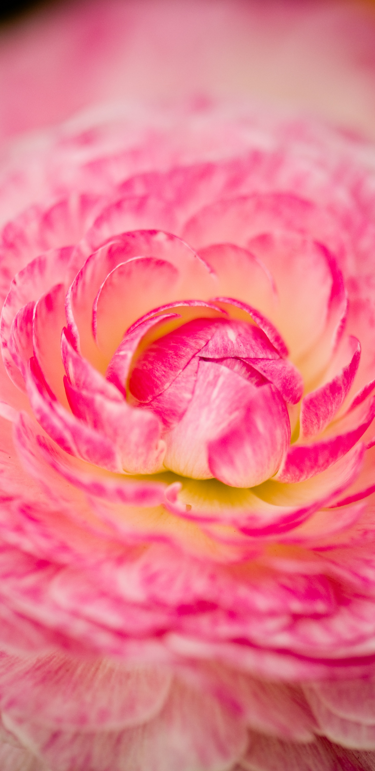 Обои розовый, сад роз, лепесток, цветок, Роза в разрешении 1440x2960