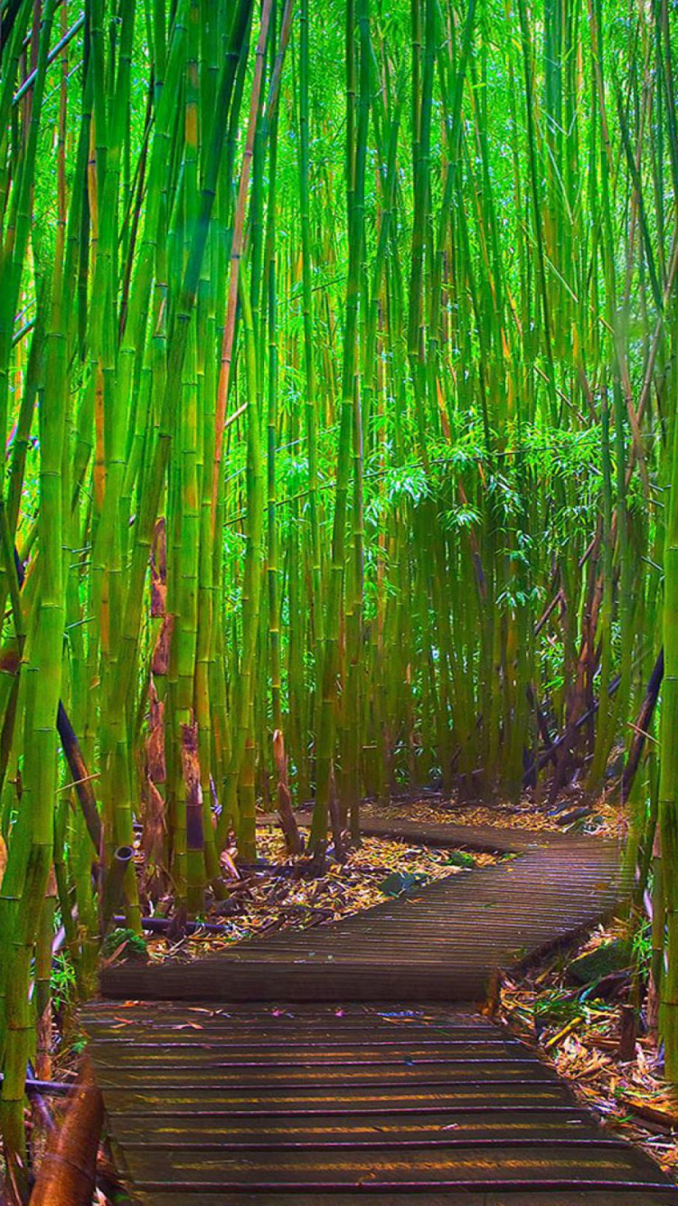 Обои бамбук, зеленый, природа, дерево, растительность в разрешении 750x1334