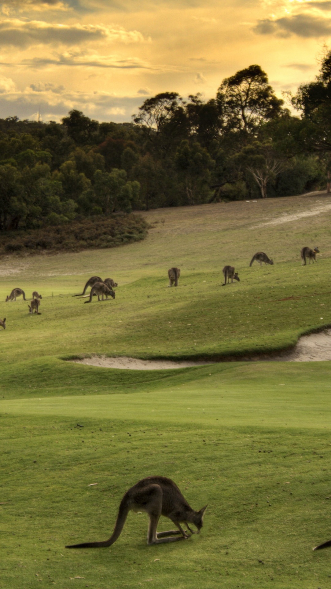 Обои сенокосное угодье, выгон, пастбище, живая природа, стадо в разрешении 1080x1920