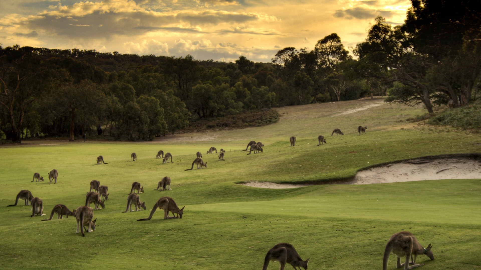 Обои сенокосное угодье, выгон, пастбище, живая природа, стадо в разрешении 1920x1080