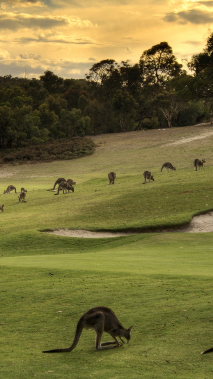 Обои сенокосное угодье, выгон, пастбище, живая природа, стадо в разрешении 720x1280