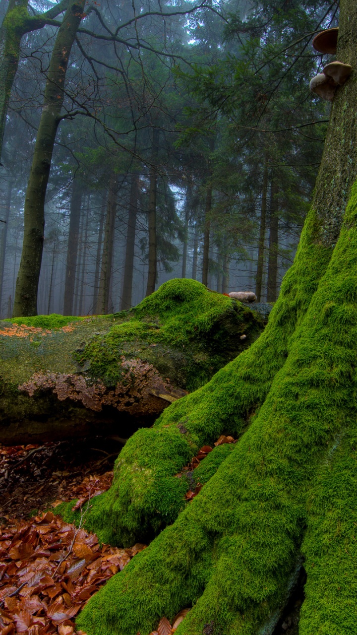 Обои дерево, лес, природа, лесистая местность, растительность в разрешении 720x1280
