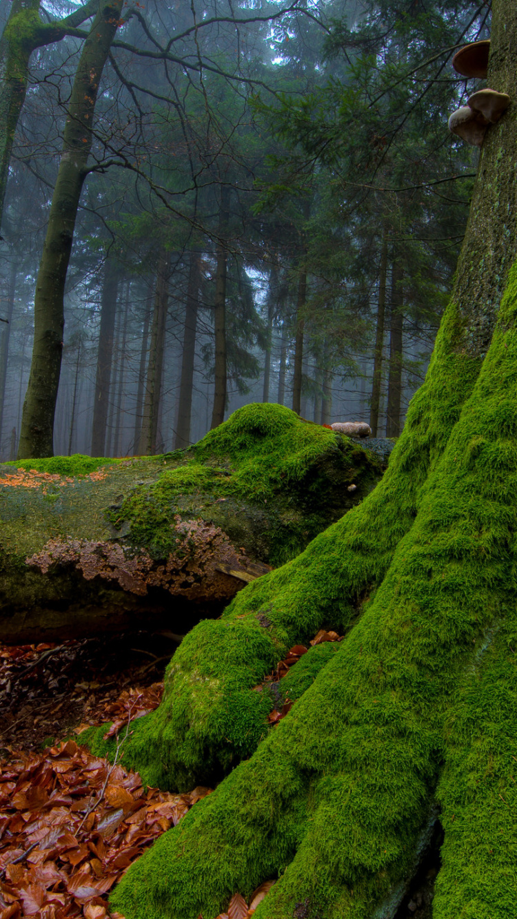Обои дерево, лес, природа, лесистая местность, растительность в разрешении 750x1334