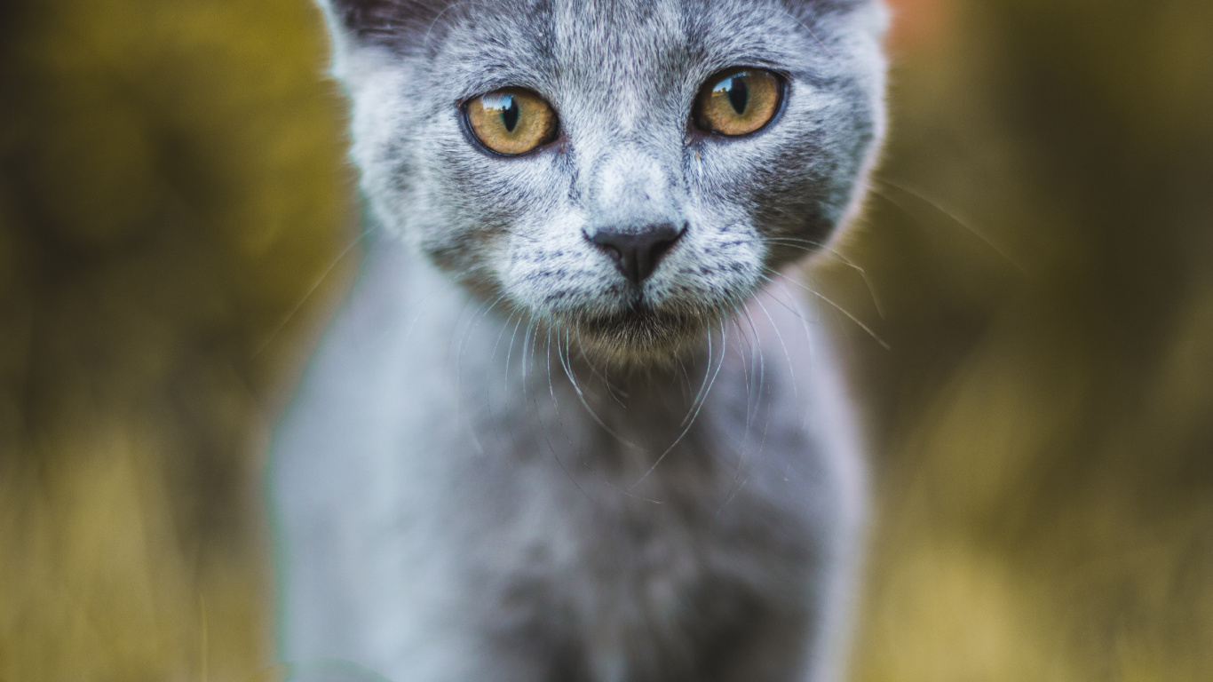 Обои кот, бакенбарды, кошачьих, живая природа, наземные животные в разрешении 1366x768