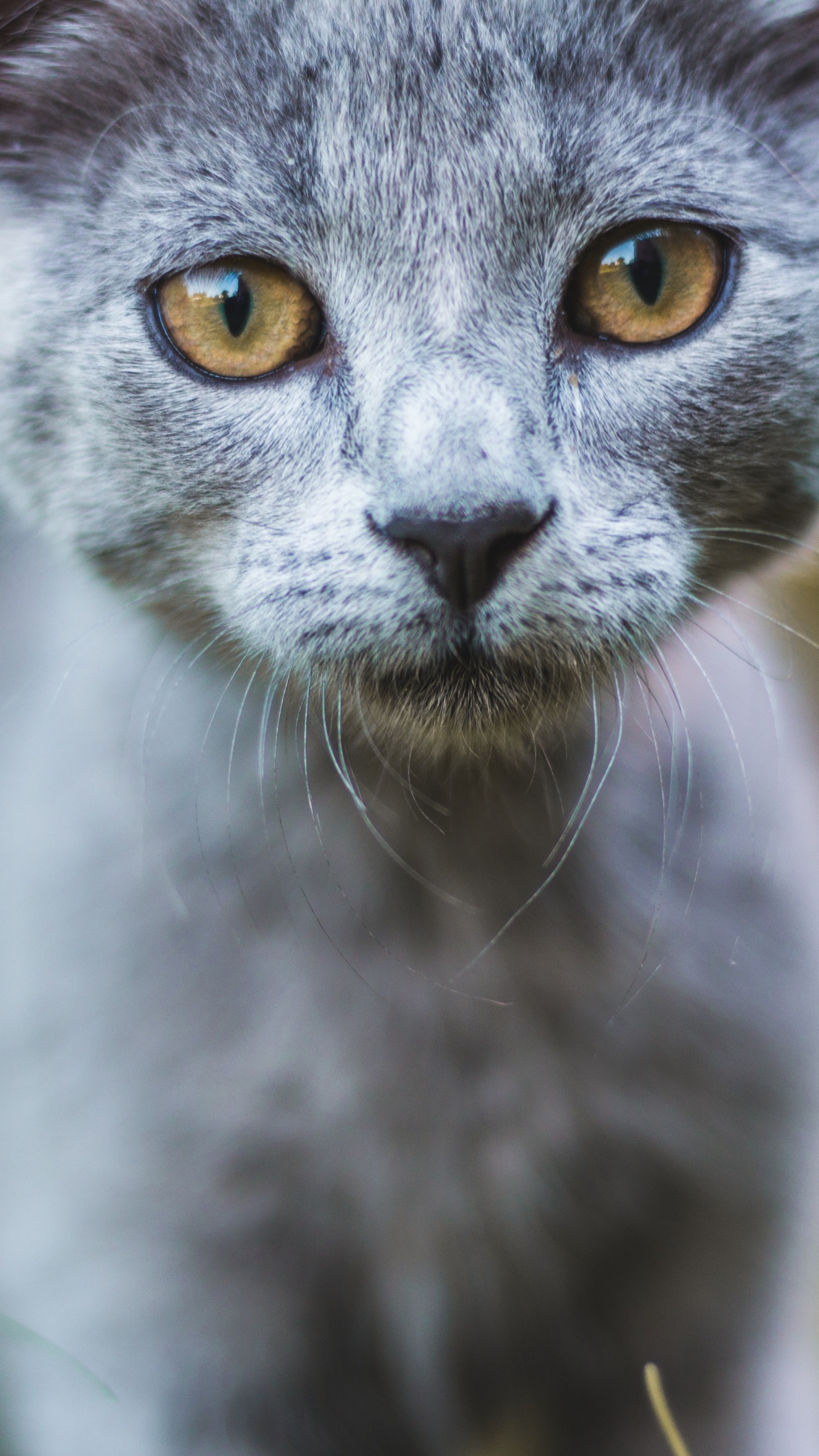 Обои кот, бакенбарды, кошачьих, живая природа, наземные животные в разрешении 1440x2560