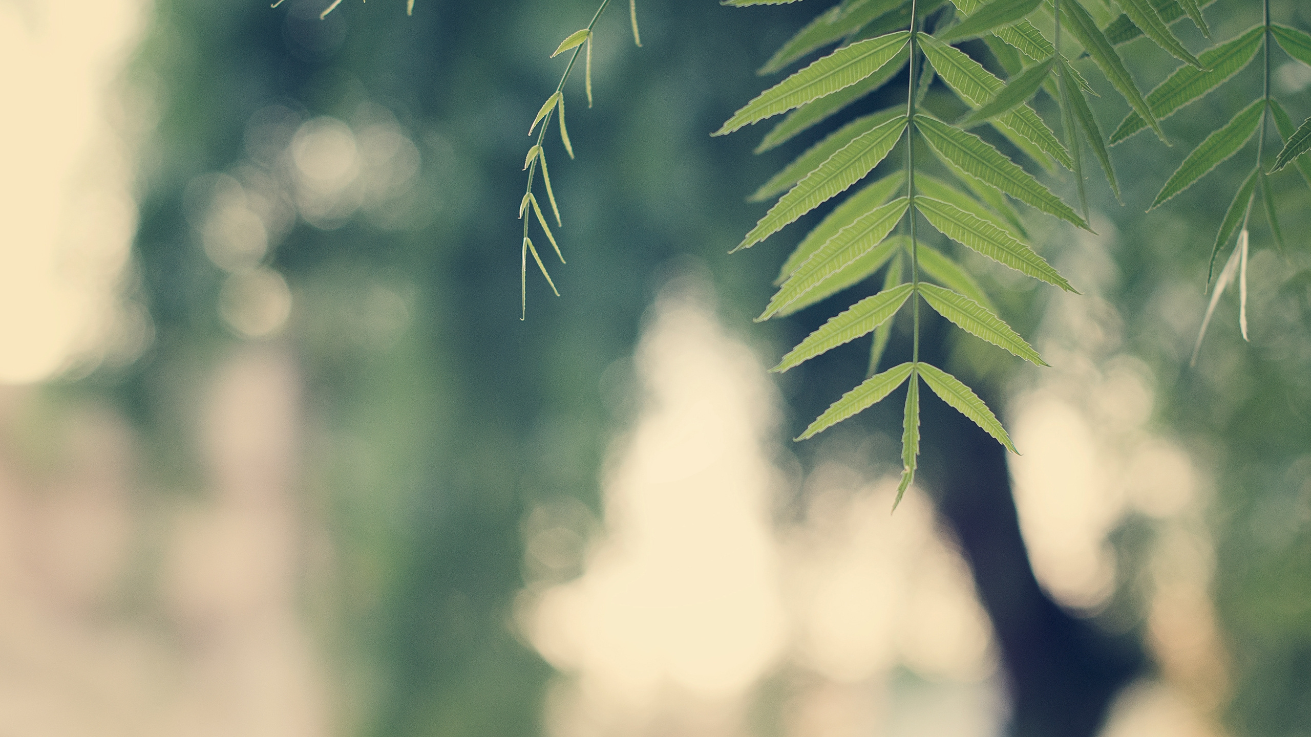 Обои природа, зеленый, дерево, ветвь, зеленые в разрешении 2560x1440