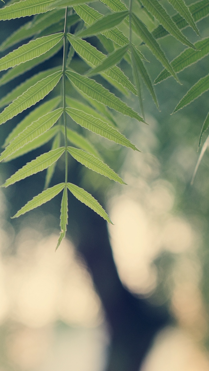 Обои природа, зеленый, дерево, ветвь, зеленые в разрешении 720x1280