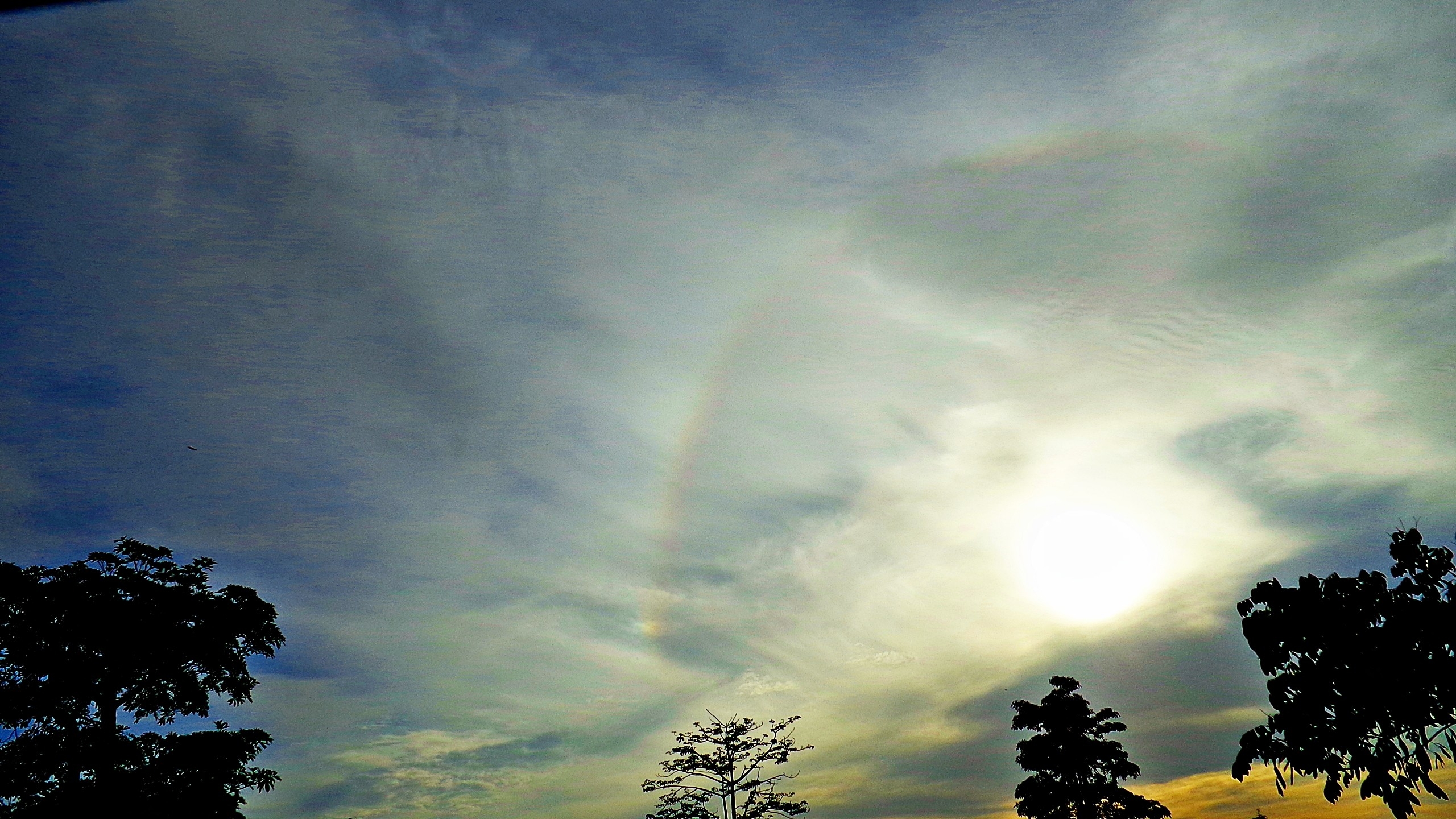 Обои облако, дерево, утро, кучевые, послесвечение в разрешении 2560x1440