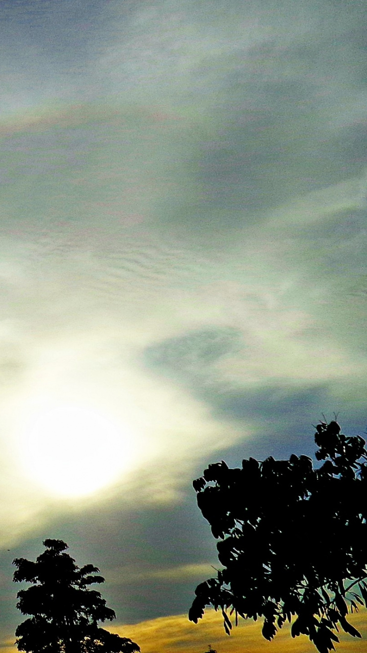 Обои облако, дерево, утро, кучевые, послесвечение в разрешении 750x1334