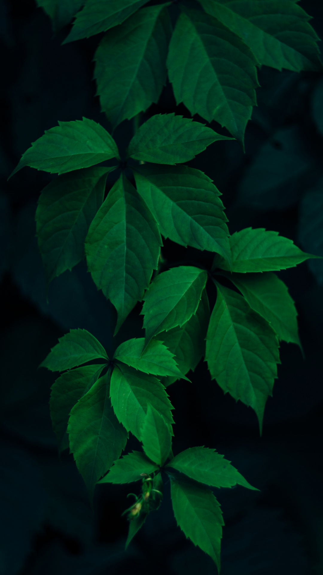 Обои лист, дерево, ветвь, свет, растение в разрешении 1080x1920