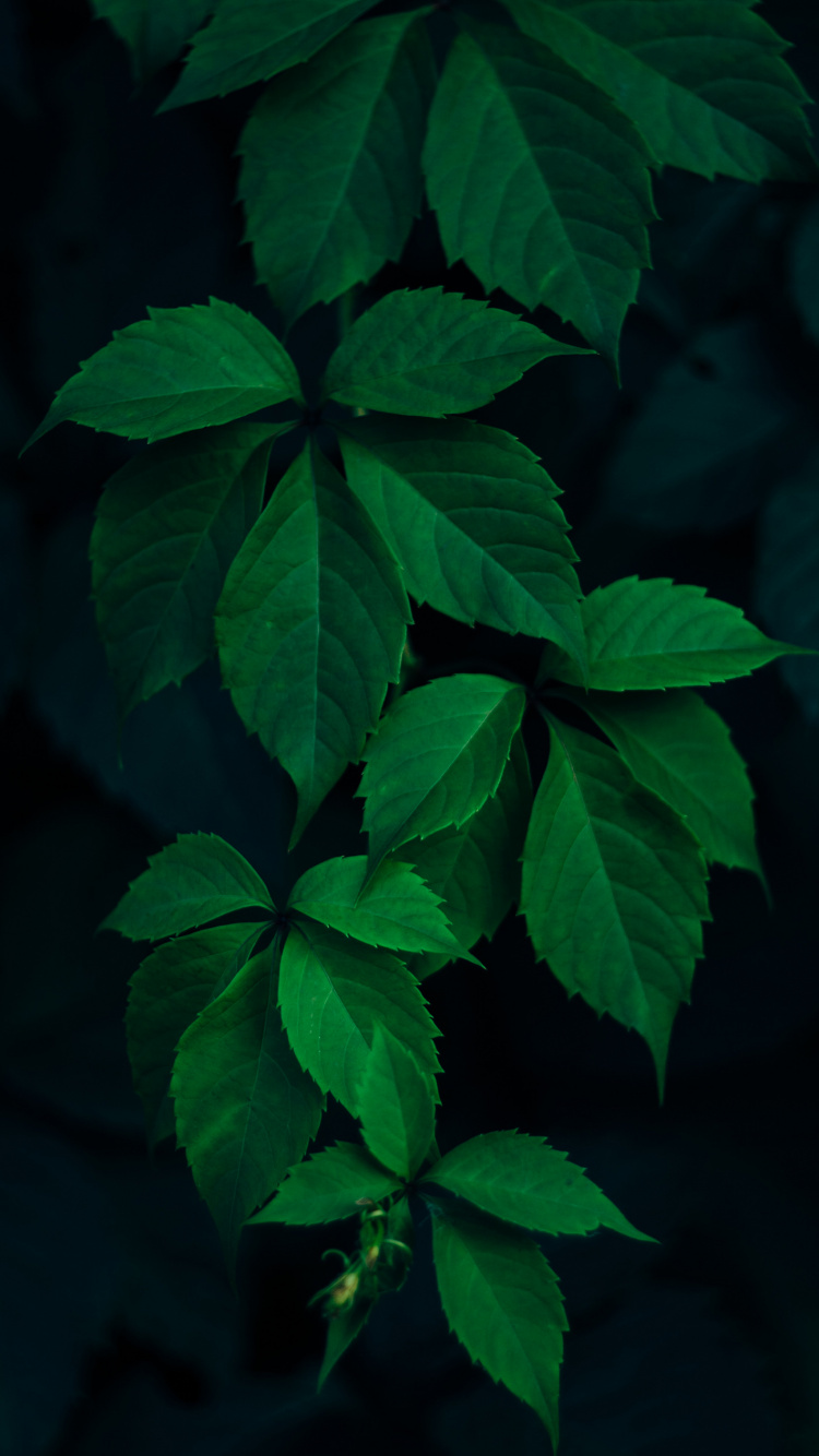 Обои лист, дерево, ветвь, свет, растение в разрешении 750x1334