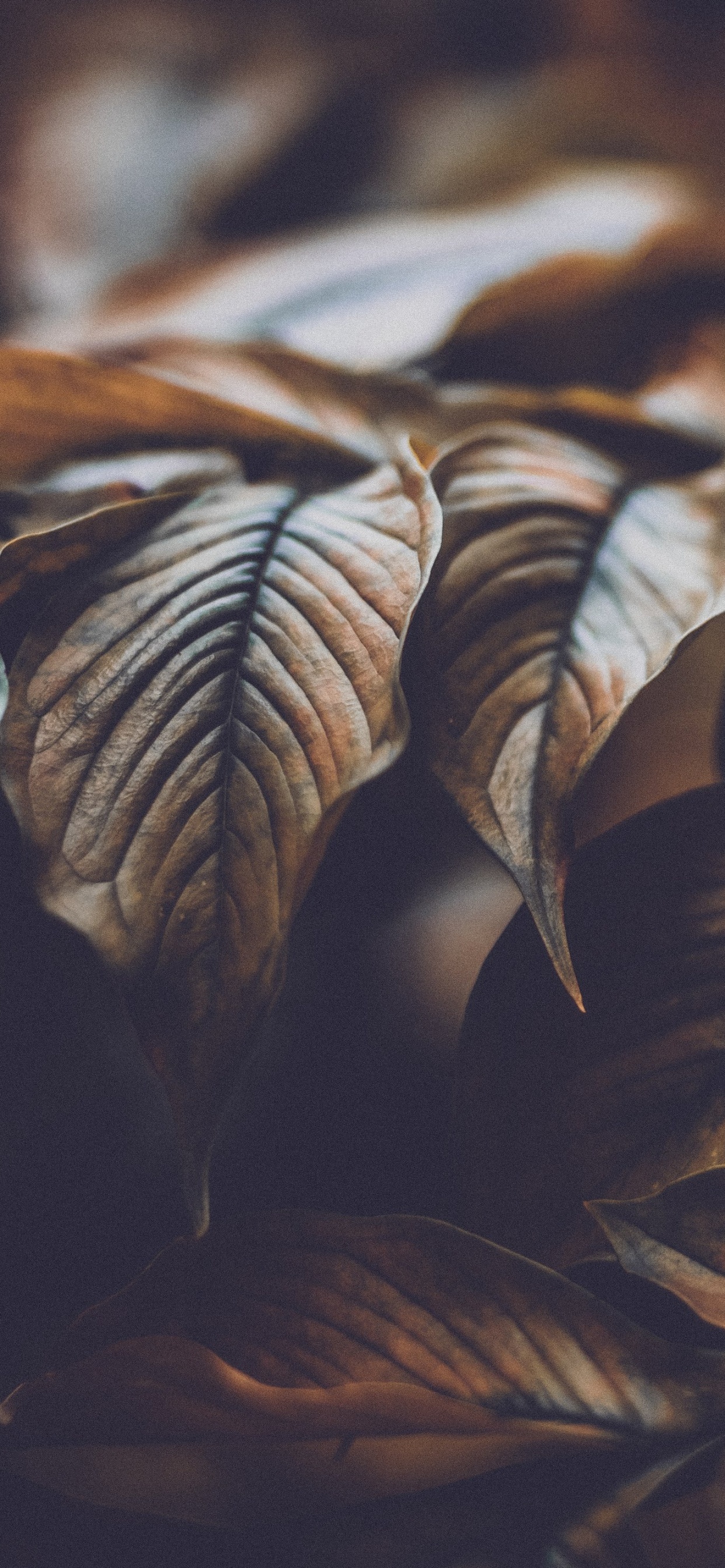 Обои лист, дерево, растение, адаптация, узор в разрешении 1242x2688