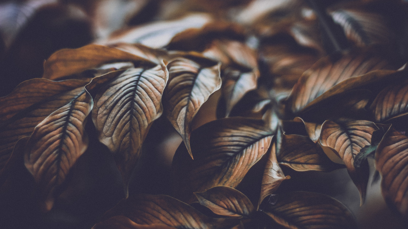 Обои лист, дерево, растение, адаптация, узор в разрешении 1366x768