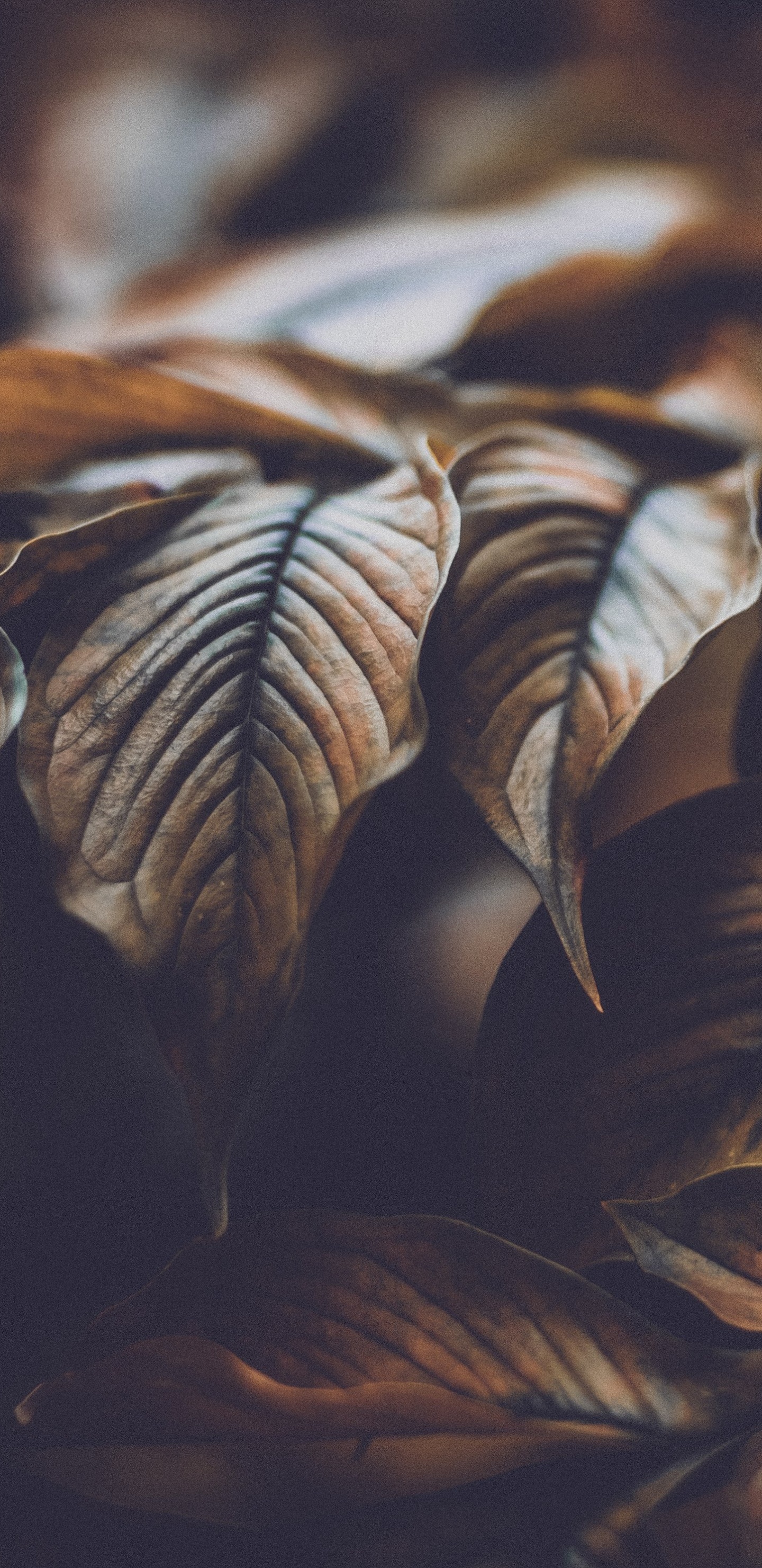 Обои лист, дерево, растение, адаптация, узор в разрешении 1440x2960