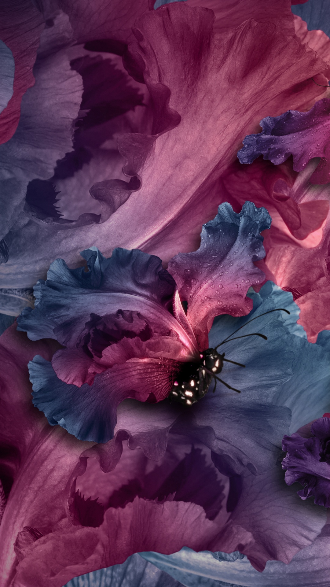 Обои лепесток, пурпур, цветок, розовый, Фиолетовый в разрешении 1080x1920