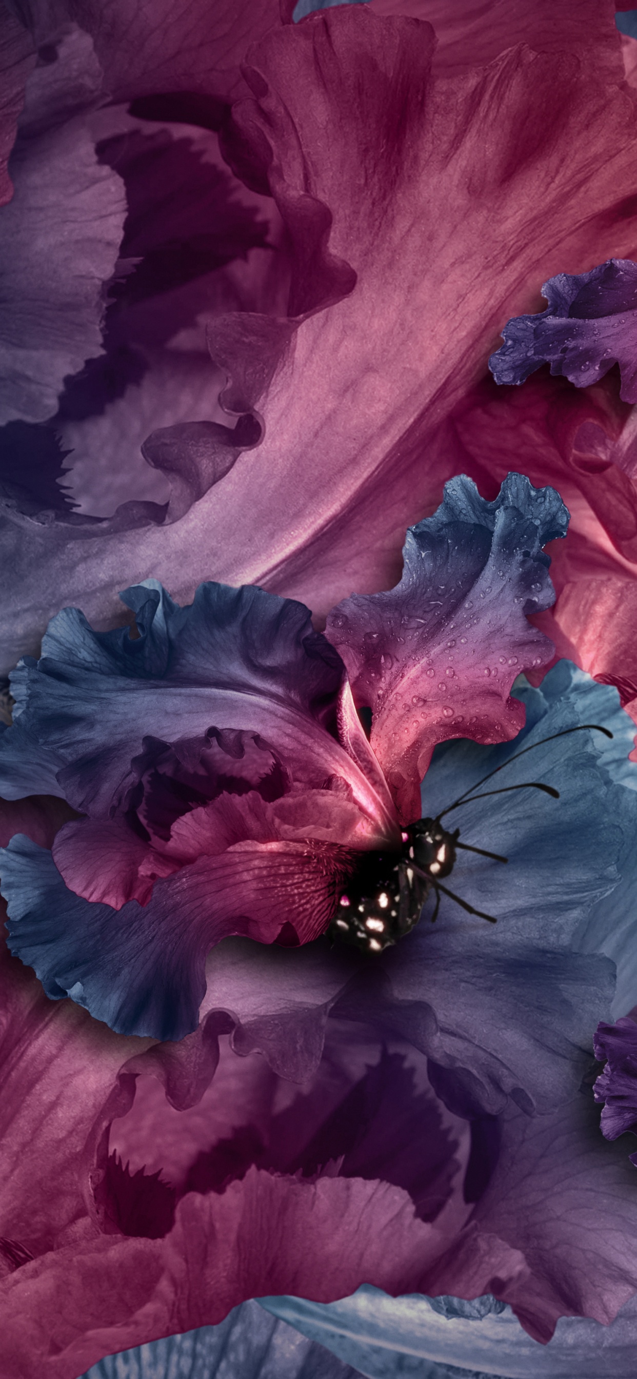 Обои лепесток, пурпур, цветок, розовый, Фиолетовый в разрешении 1242x2688