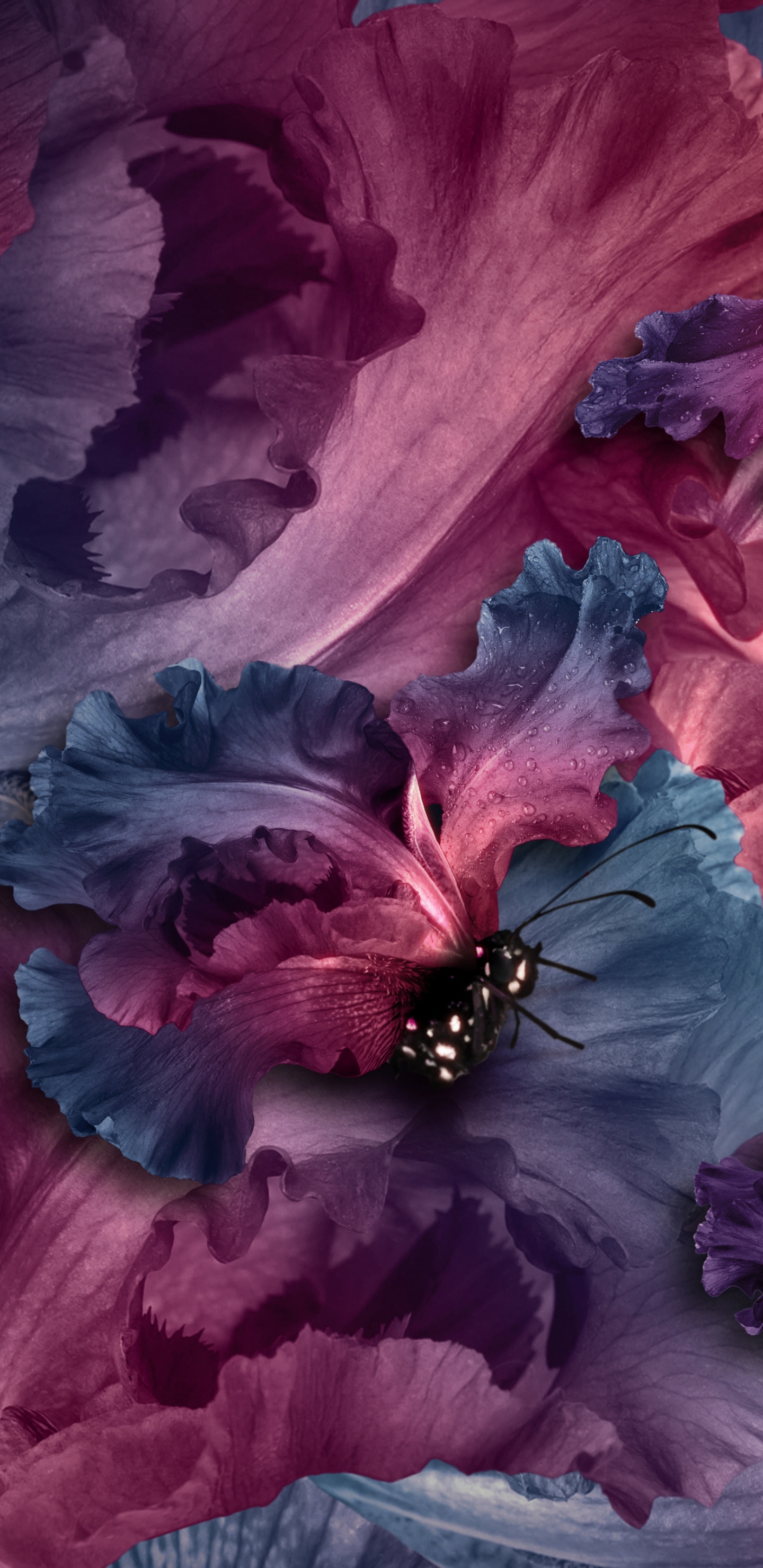 Обои лепесток, пурпур, цветок, розовый, Фиолетовый в разрешении 1440x2960