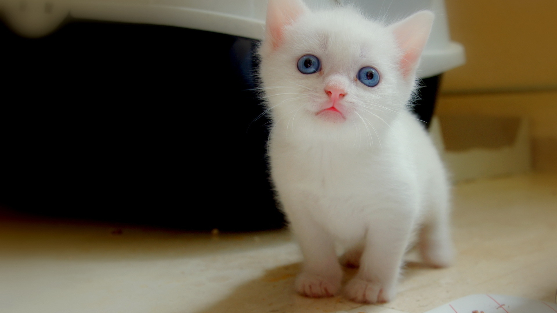 Обои котенок, котята, кошки в разрешении 1920x1080